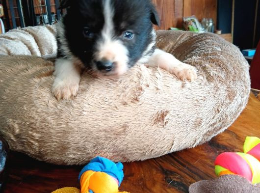 Zeka Küpü Border Collie Bebekler Için Acele Edin görsel