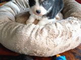 Zeka Küpü Border Collie Bebekler Için Acele Edin