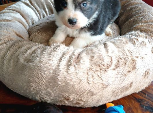 Zeka Küpü Border Collie Bebekler Için Acele Edin görsel