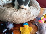 Zeka Küpü Border Collie Bebekler Için Acele Edin