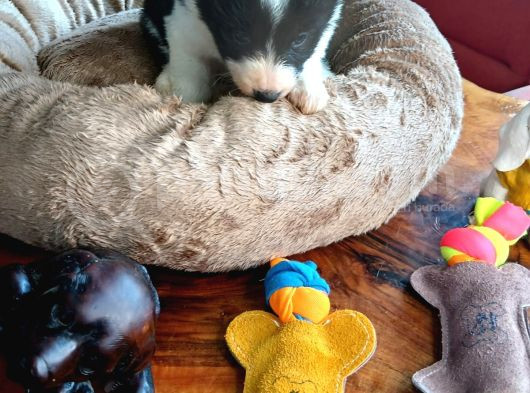 Zeka Küpü Border Collie Bebekler Için Acele Edin görsel