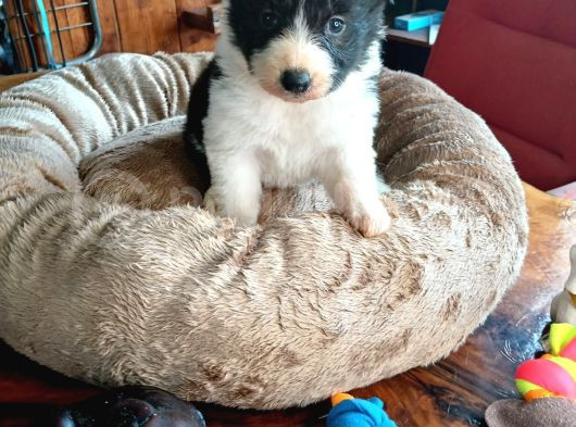 Zeka Küpü Border Collie Bebekler Için Acele Edin görsel