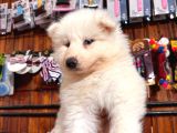 Beyaz Aslan Samoyed Bebekler Için Acele Edin