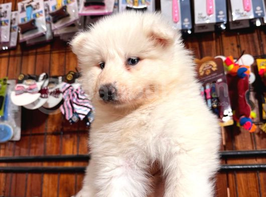 Beyaz Aslan Samoyed Bebekler Için Acele Edin görsel