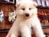 Beyaz aslan samoyed bebekler için acele edin