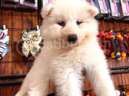 Beyaz Aslan Samoyed Bebekler Için Acele Edin