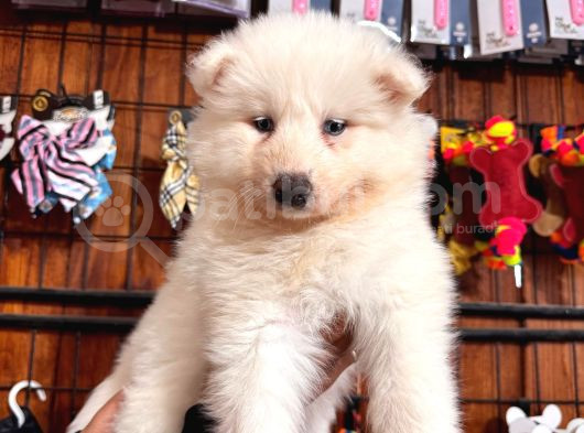 Beyaz Aslan Samoyed Bebekler Için Acele Edin görsel