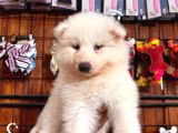 Beyaz Aslan Samoyed Bebekler Için Acele Edin