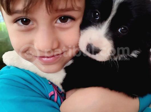Tüm Ihtişamıyla En Zeki Irk Border Collie Yavrularımız görsel