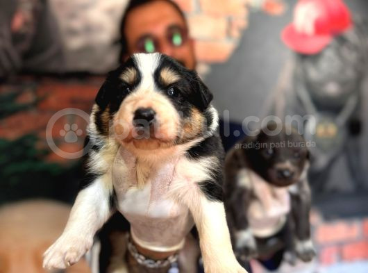 Tüm Ihtişamıyla En Zeki Irk Border Collie Yavrularımız görsel