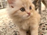 Dünyalar Tatlısı Miniğimize Yuva Arıyoruz Scottish Fold