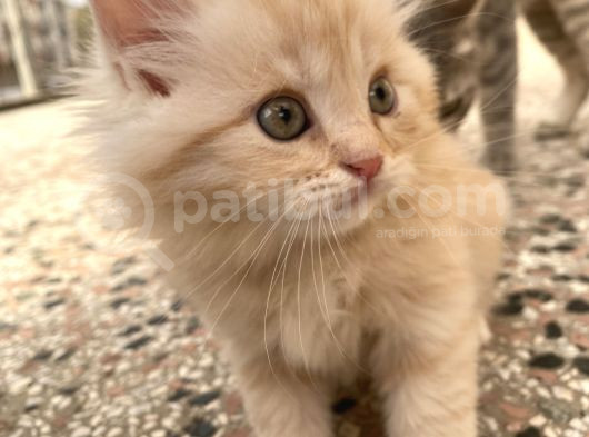 Dünyalar Tatlısı Miniğimize Yuva Arıyoruz Scottish Fold görsel