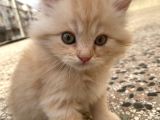 Dünyalar Tatlısı Miniğimize Yuva Arıyoruz Scottish Fold