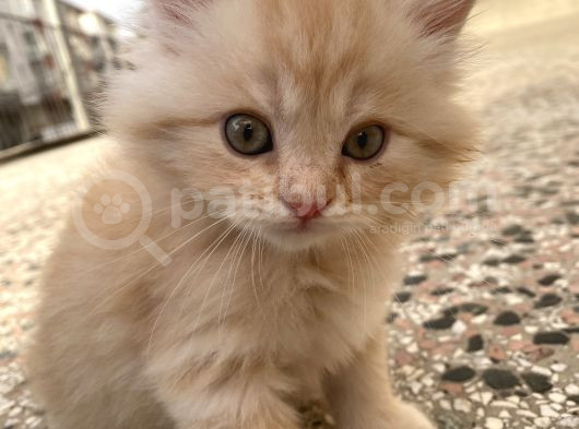 Dünyalar Tatlısı Miniğimize Yuva Arıyoruz Scottish Fold görsel