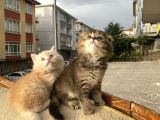 Dünyalar Tatlısı Miniğimize Yuva Arıyoruz Scottish Fold