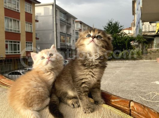 Dünyalar Tatlısı Miniğimize Yuva Arıyoruz Scottish Fold görsel