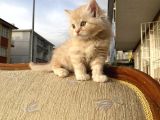 Dünyalar Tatlısı Miniğimize Yuva Arıyoruz Scottish Fold
