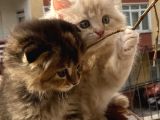 Dünyalar tatlısı miniğimize yuva arıyoruz scottish fold