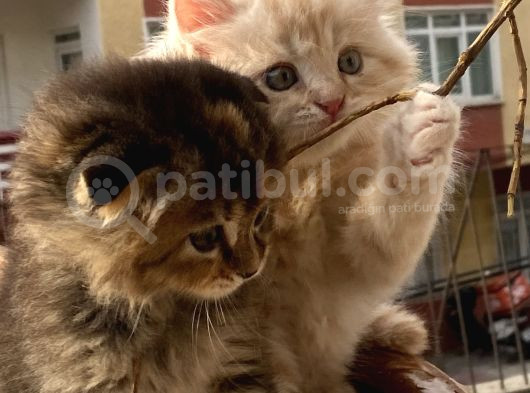 Dünyalar Tatlısı Miniğimize Yuva Arıyoruz Scottish Fold