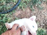 Sağlıklı safkan border collie yavrular