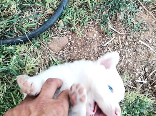 Sağlıklı Safkan Border Collie Yavrular