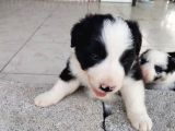 Sağlıklı Safkan Border Collie Yavrular