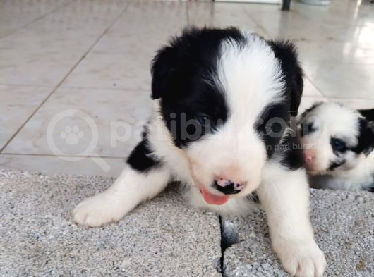 Sağlıklı Safkan Border Collie Yavrular görsel