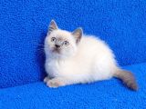 Teslime Hazır Mükemmel Bir Blue Point British