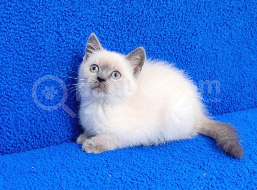 Teslime Hazır Mükemmel Bir Blue Point British görsel