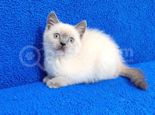 Teslime Hazır Mükemmel Bir Blue Point British görsel