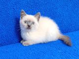 Teslime Hazır Mükemmel Bir Blue Point British