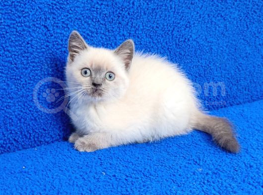Teslime Hazır Mükemmel Bir Blue Point British görsel