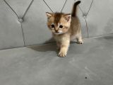 British shorthair ve scotish fold yavrular