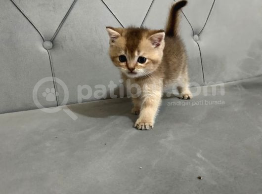 British Shorthair Ve Scotish Fold Yavrular