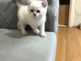 British Shorthair Ve Scotish Fold Yavrular