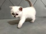 British Shorthair Ve Scotish Fold Yavrular