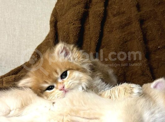 Bri̇ti̇sh Golden Ny11-12 görsel