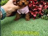 Güzellik Abidesi Poodle Yavrular Için Bize Ulaşın