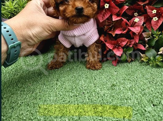 Güzellik Abidesi Poodle Yavrular Için Bize Ulaşın görsel