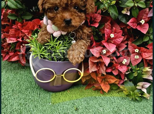 Güzellik Abidesi Poodle Yavrular Için Bize Ulaşın görsel