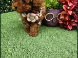 Güzellik Abidesi Poodle Yavrular Için Bize Ulaşın