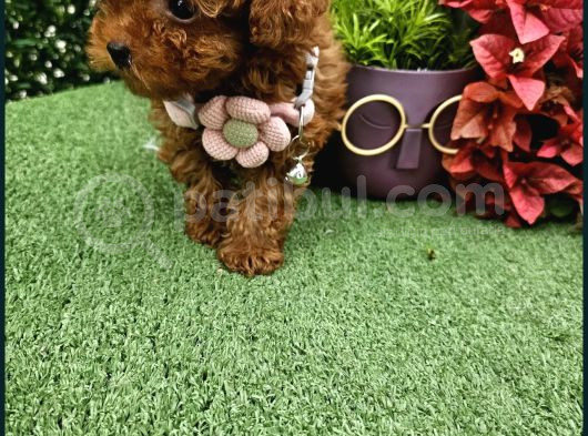 Güzellik Abidesi Poodle Yavrular Için Bize Ulaşın görsel