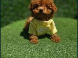 Güzellik abidesi poodle yavrular için bize ulaşın