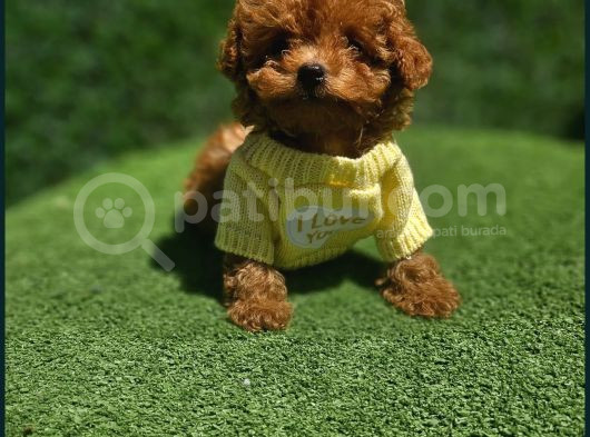Güzellik Abidesi Poodle Yavrular Için Bize Ulaşın
