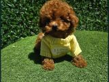 Güzellik Abidesi Poodle Yavrular Için Bize Ulaşın