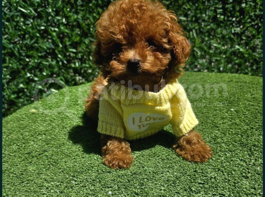 Güzellik Abidesi Poodle Yavrular Için Bize Ulaşın görsel