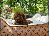 Bi̇blo Gibi Toy Poodle Yavrular