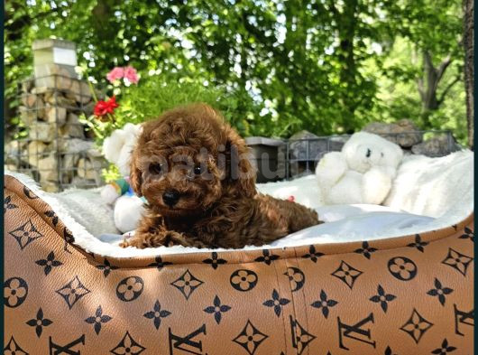 Bi̇blo Gibi Toy Poodle Yavrular görsel