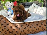Bi̇blo Gibi Toy Poodle Yavrular