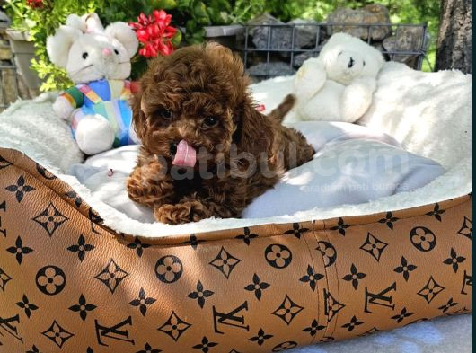 Bi̇blo Gibi Toy Poodle Yavrular görsel